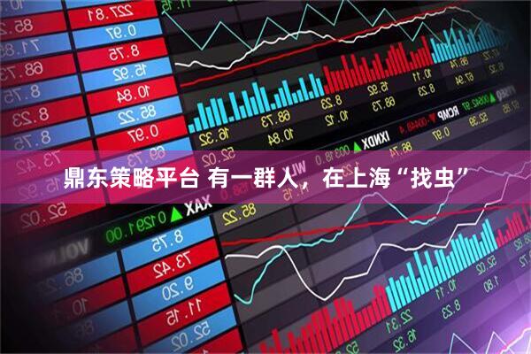 鼎东策略平台 有一群人，在上海“找虫”